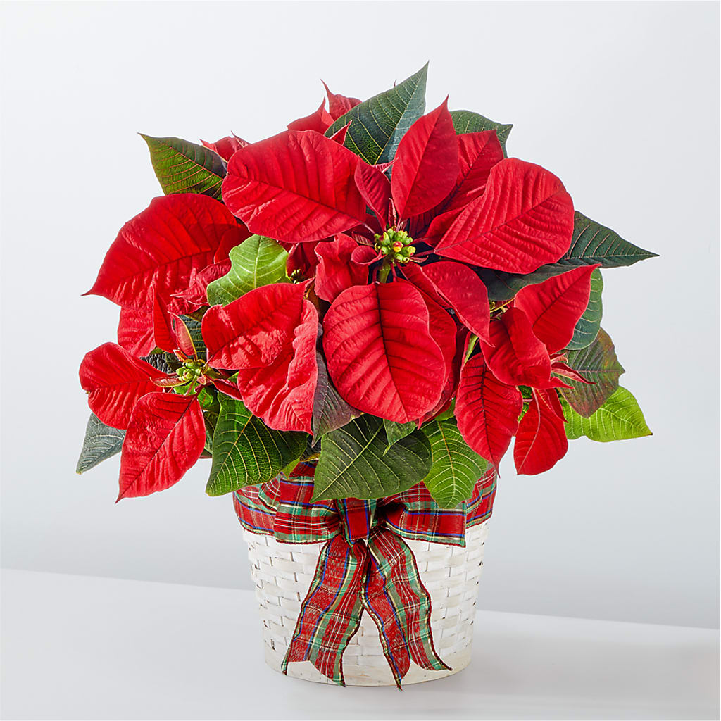 Happiest Holidays Poinsettia – Murphy Florist, Cincinnati OH