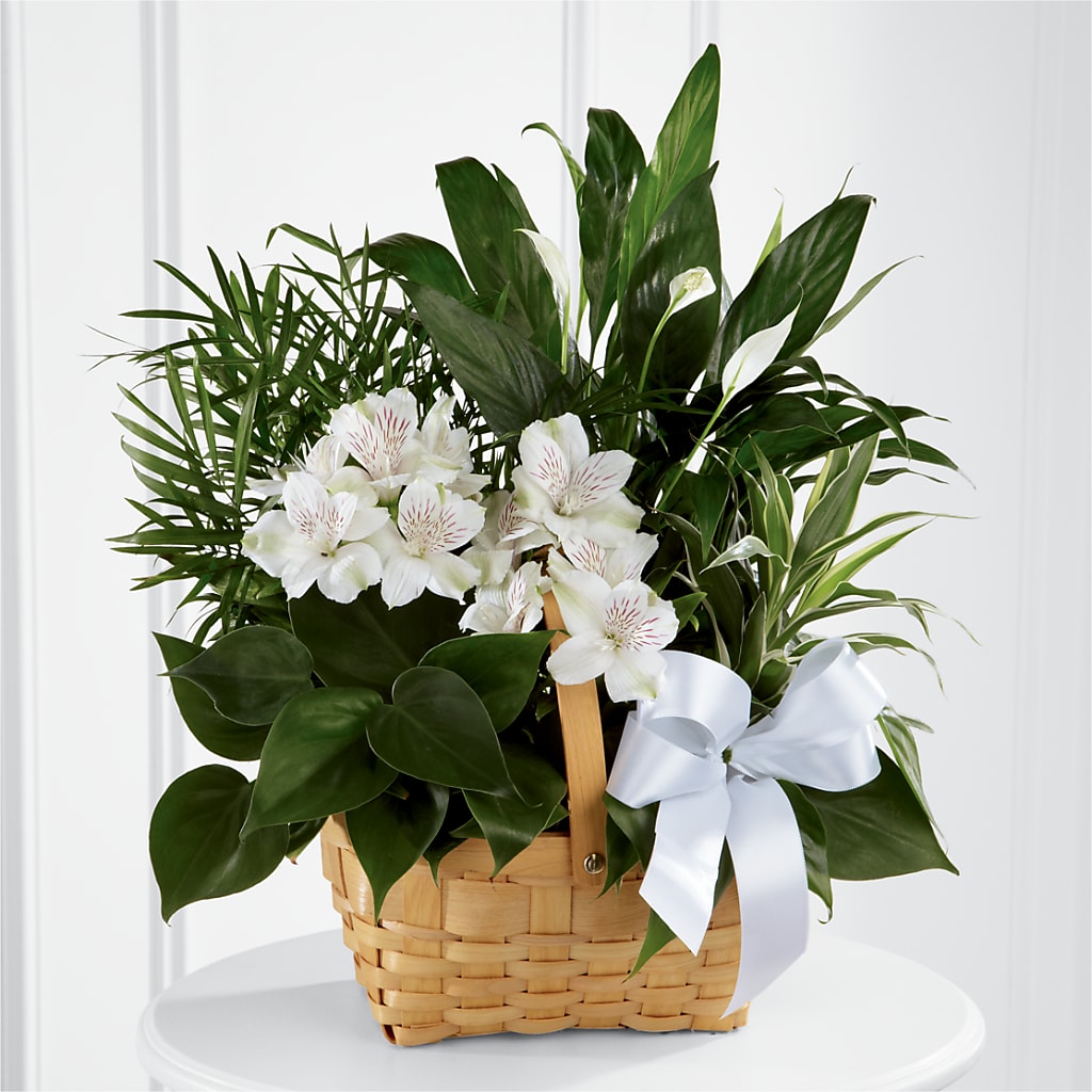 Peace & Serenity Dishgarden – Murphy Florist, Cincinnati OH