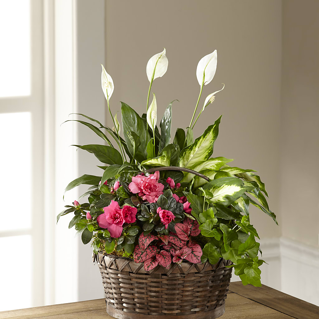Dream in Pink Dishgarden – Murphy Florist, Cincinnati OH