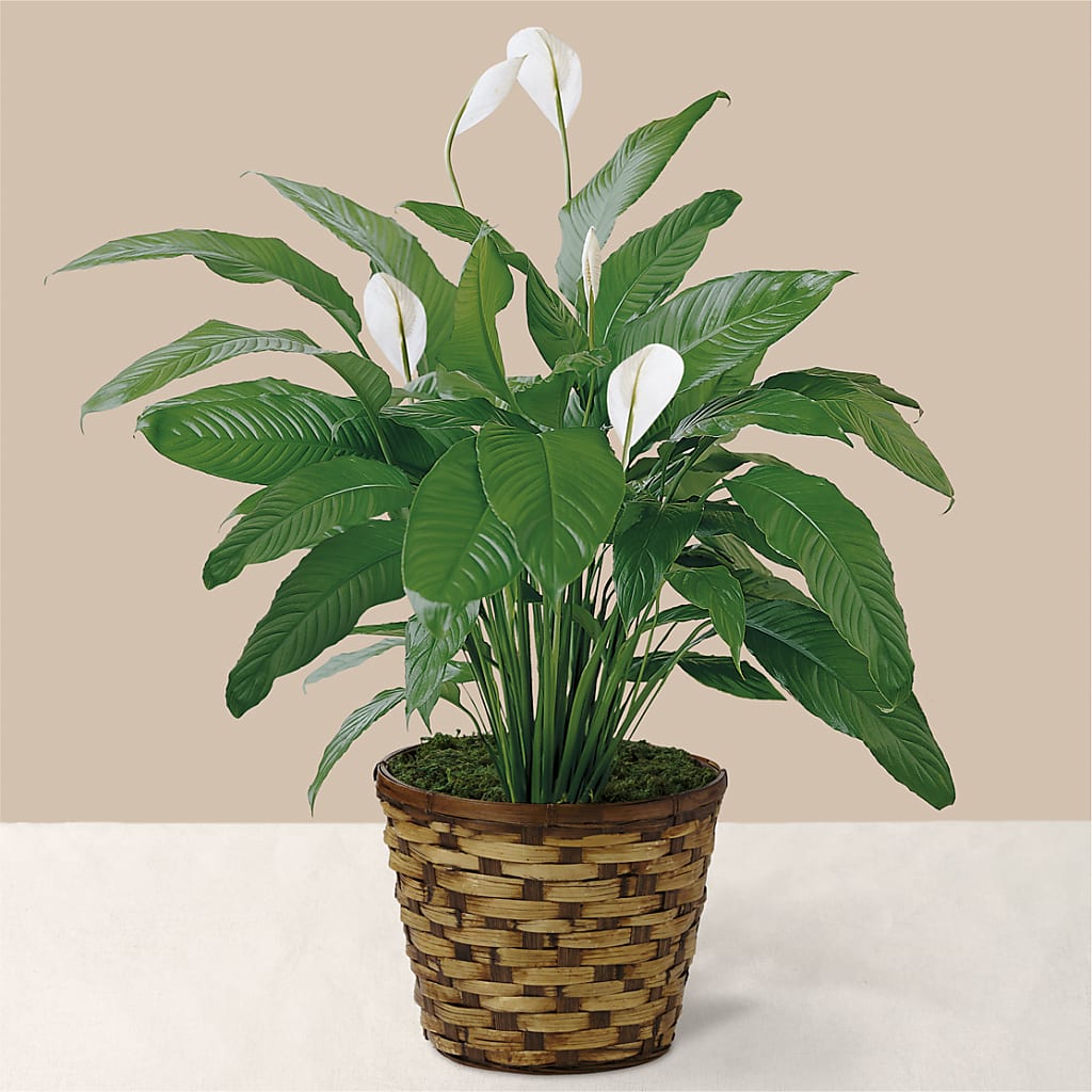 Tranquil Moments Peace Lily Plant – Murphy Florist, Cincinnati OH
