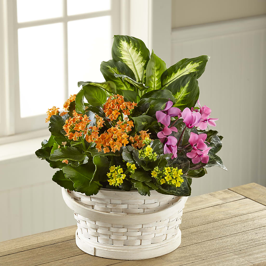 Color Crush Dishgarden – Murphy Florist, Cincinnati OH