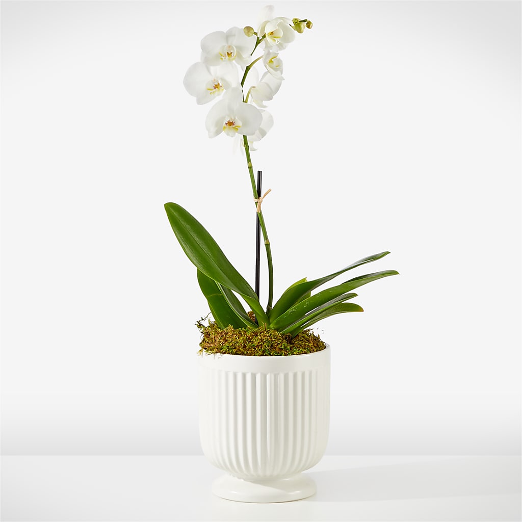Whispering White Orchid – Murphy Florist, Cincinnati OH