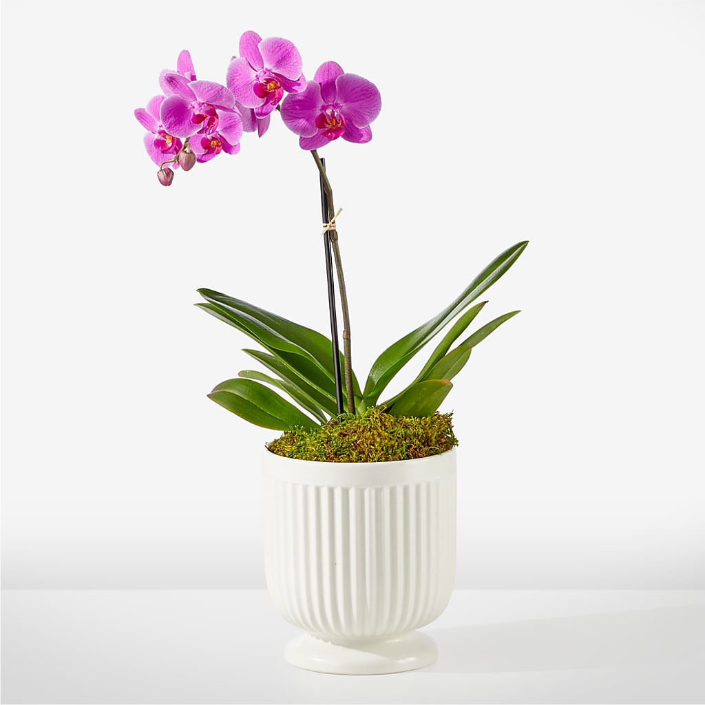 Friendly Fuchsia Orchid – Murphy Florist, Cincinnati OH