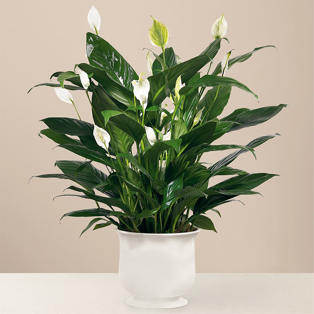 Comfort Planter – Murphy Florist, Cincinnati OH
