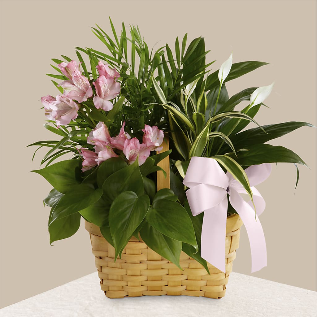 Living Spirit Dishgarden – Murphy Florist, Cincinnati OH