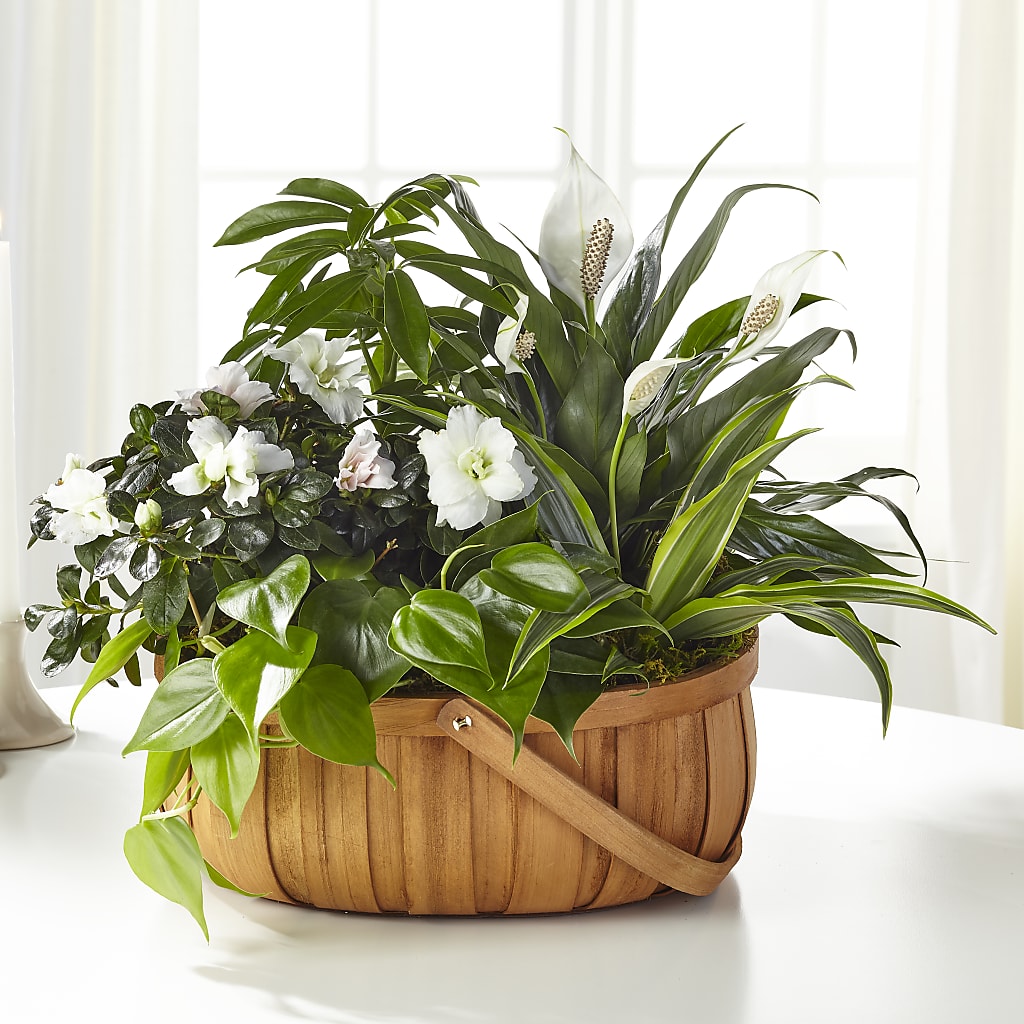 Serene Dishgarden – Murphy Florist, Cincinnati OH