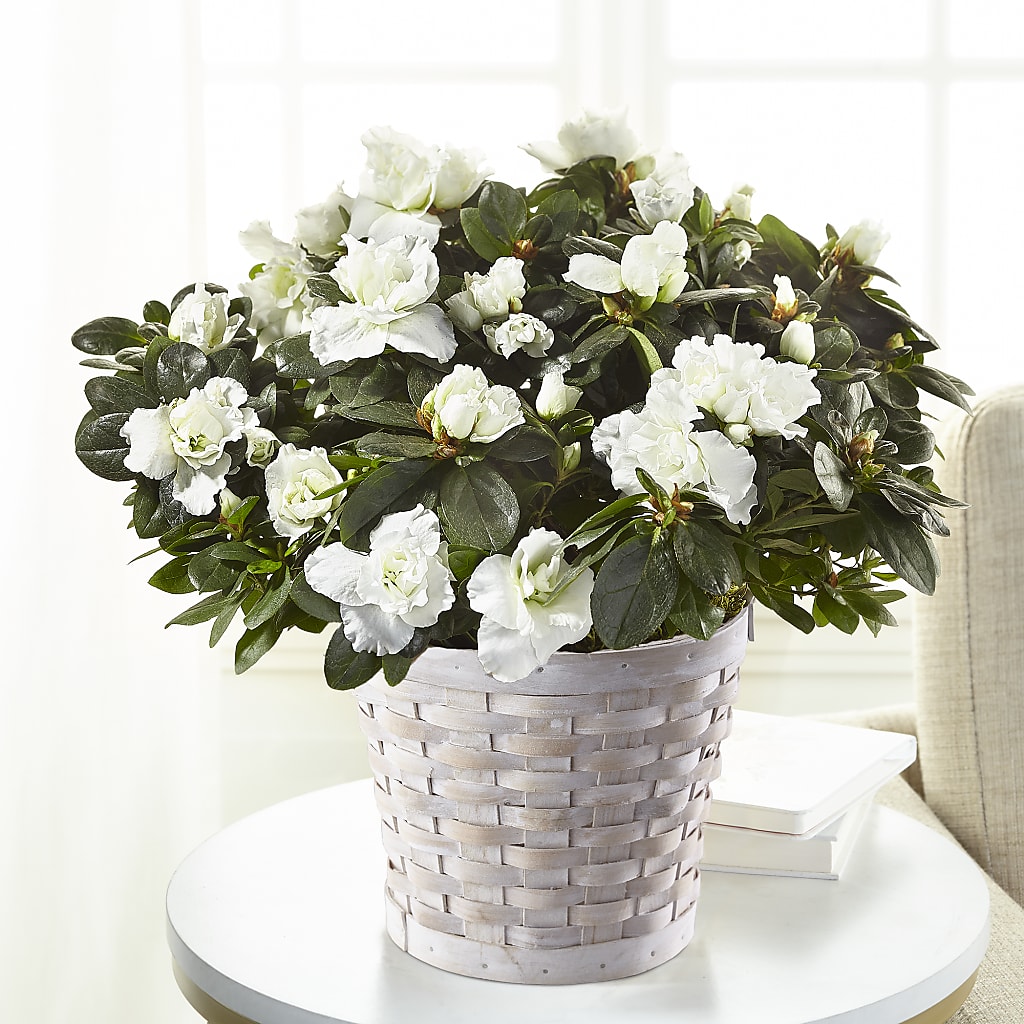 White Azalea Plant – Murphy Florist, Cincinnati OH