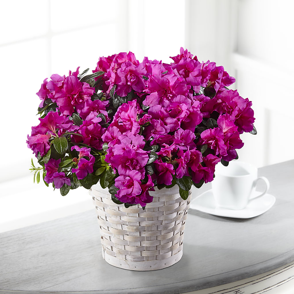 Hope & Serenity Azalea Plant – Murphy Florist, Cincinnati OH