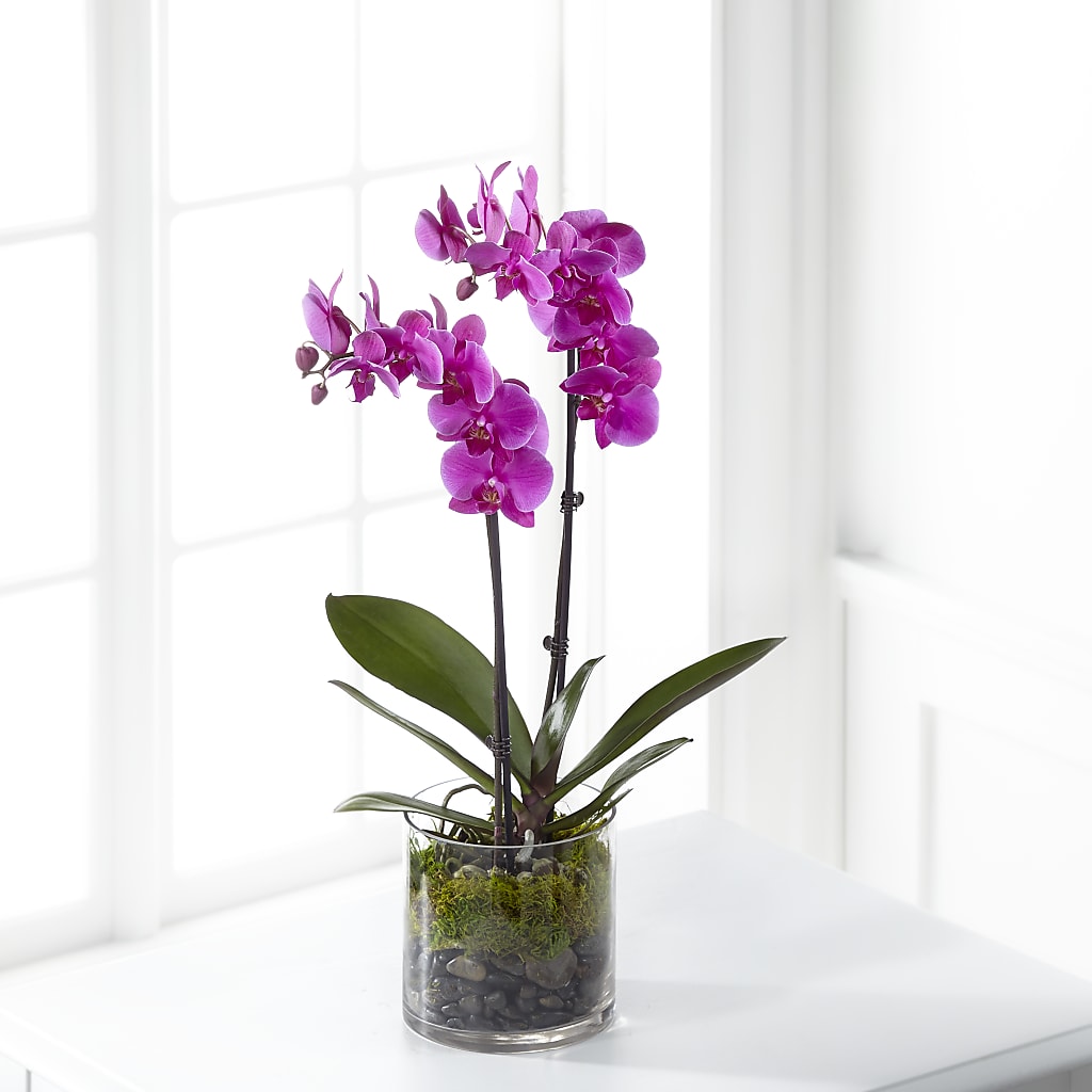 Pink Orchid Plant – Murphy Florist, Cincinnati OH
