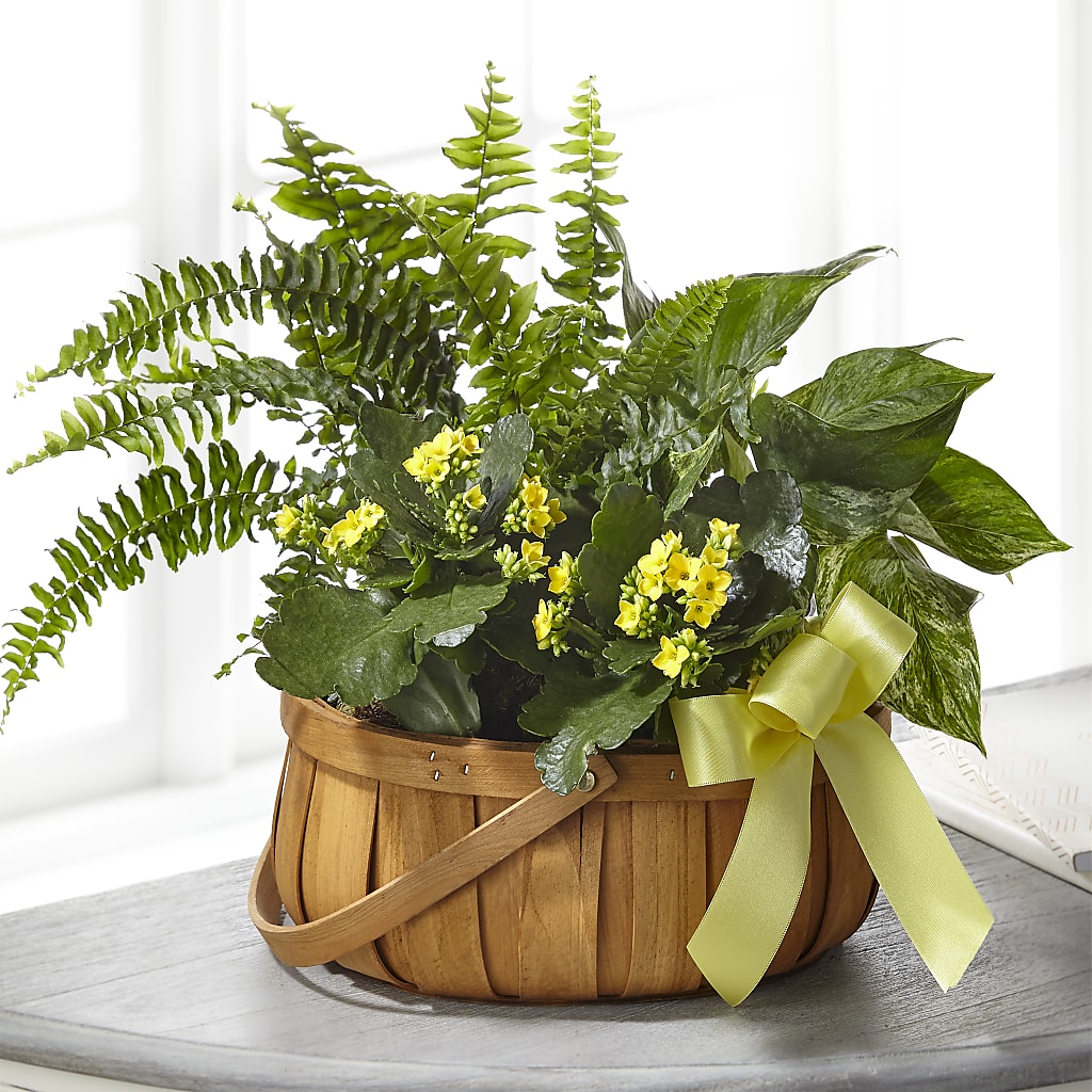 Always Dear Dishgarden – Murphy Florist, Cincinnati OH