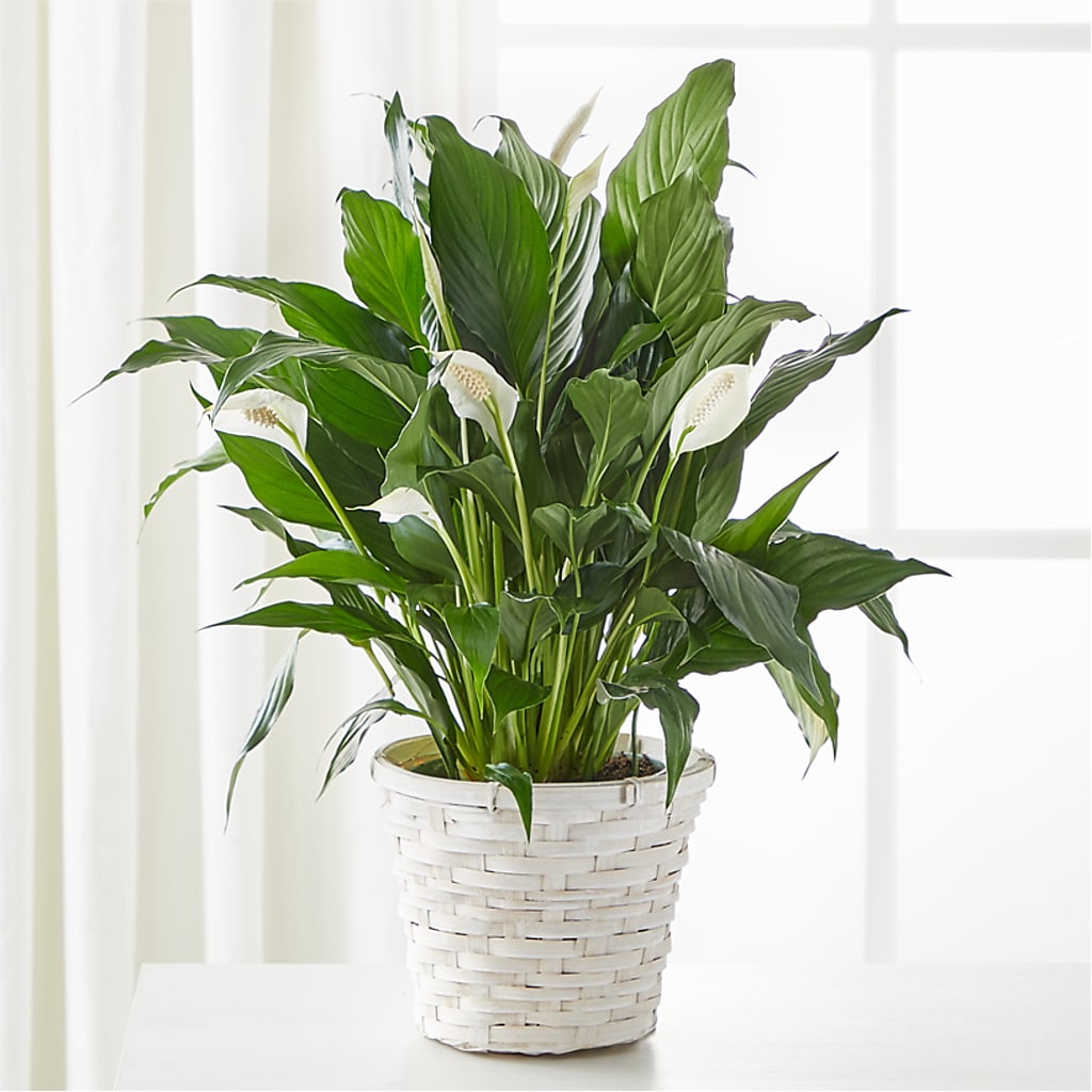 A New Leaf Peace Lily – Murphy Florist, Cincinnati OH