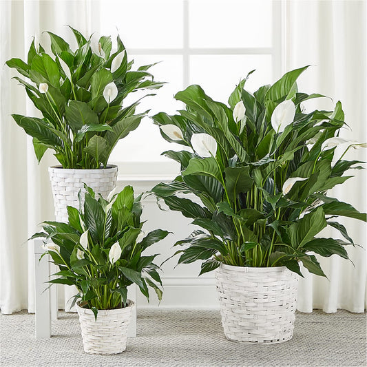 A New Leaf Peace Lily – Murphy Florist, Cincinnati OH