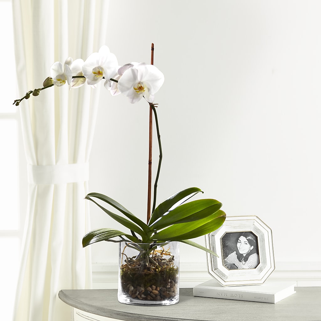 White Orchid Planter – Murphy Florist, Cincinnati OH
