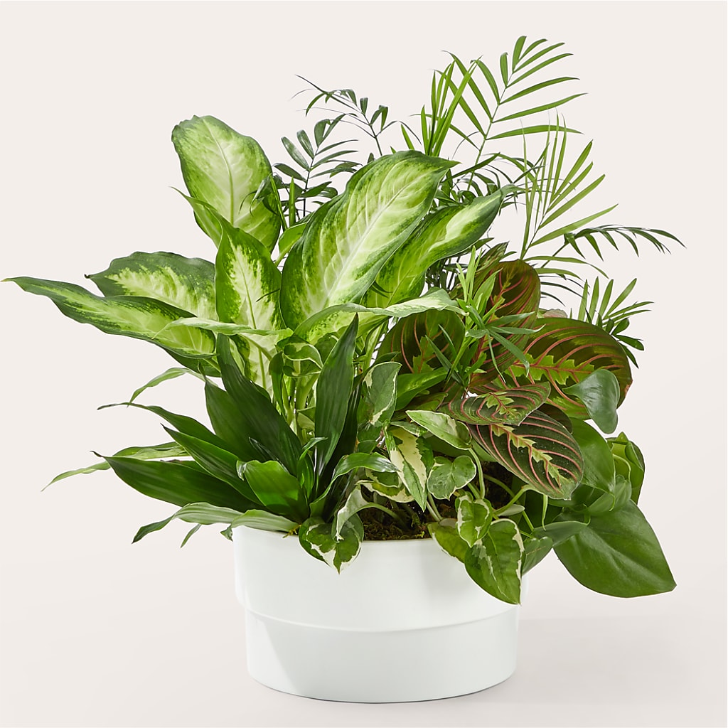Radiating Positivity Dishgarden – Murphy Florist, Cincinnati OH