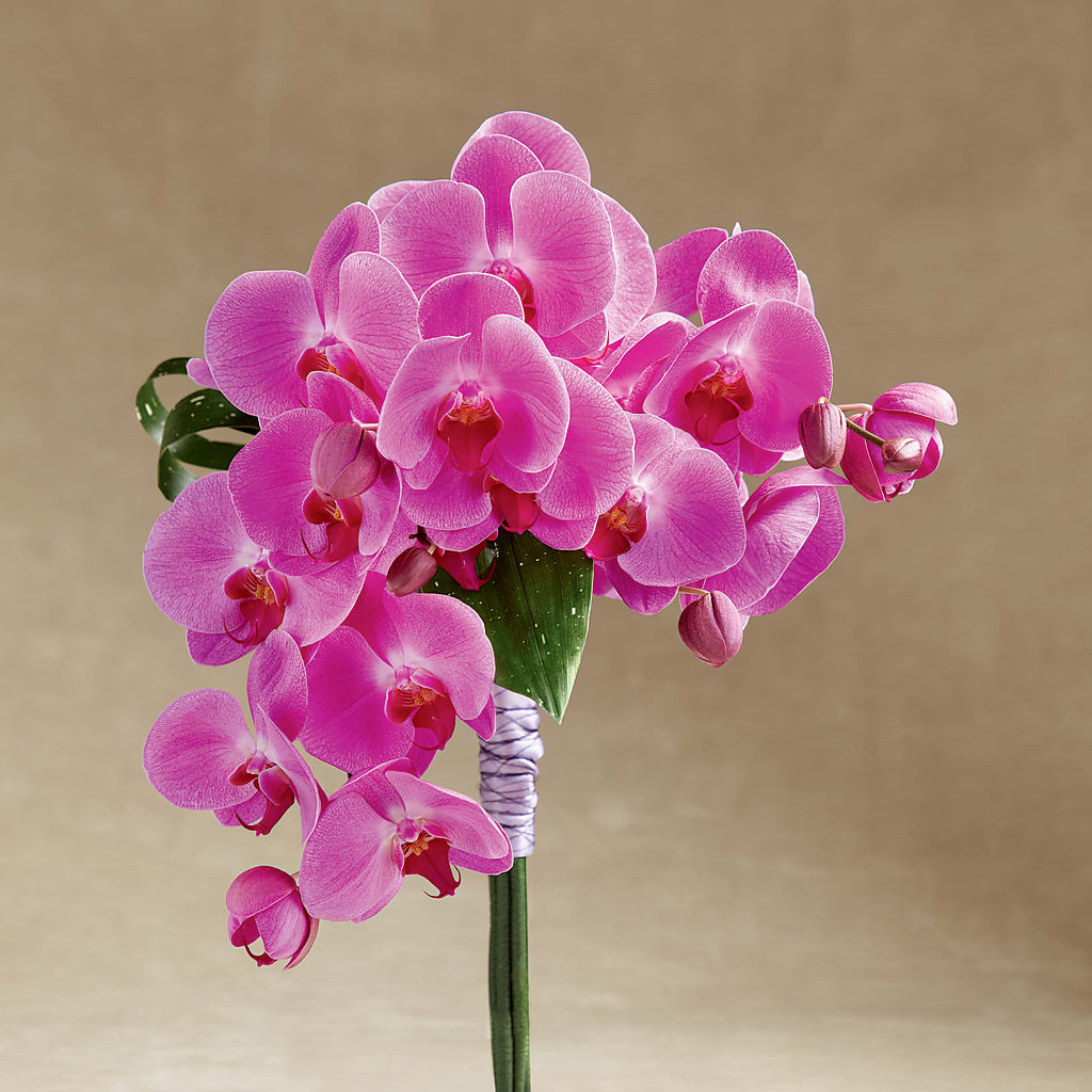 Glorious Bouquet – Murphy Florist, Cincinnati OH