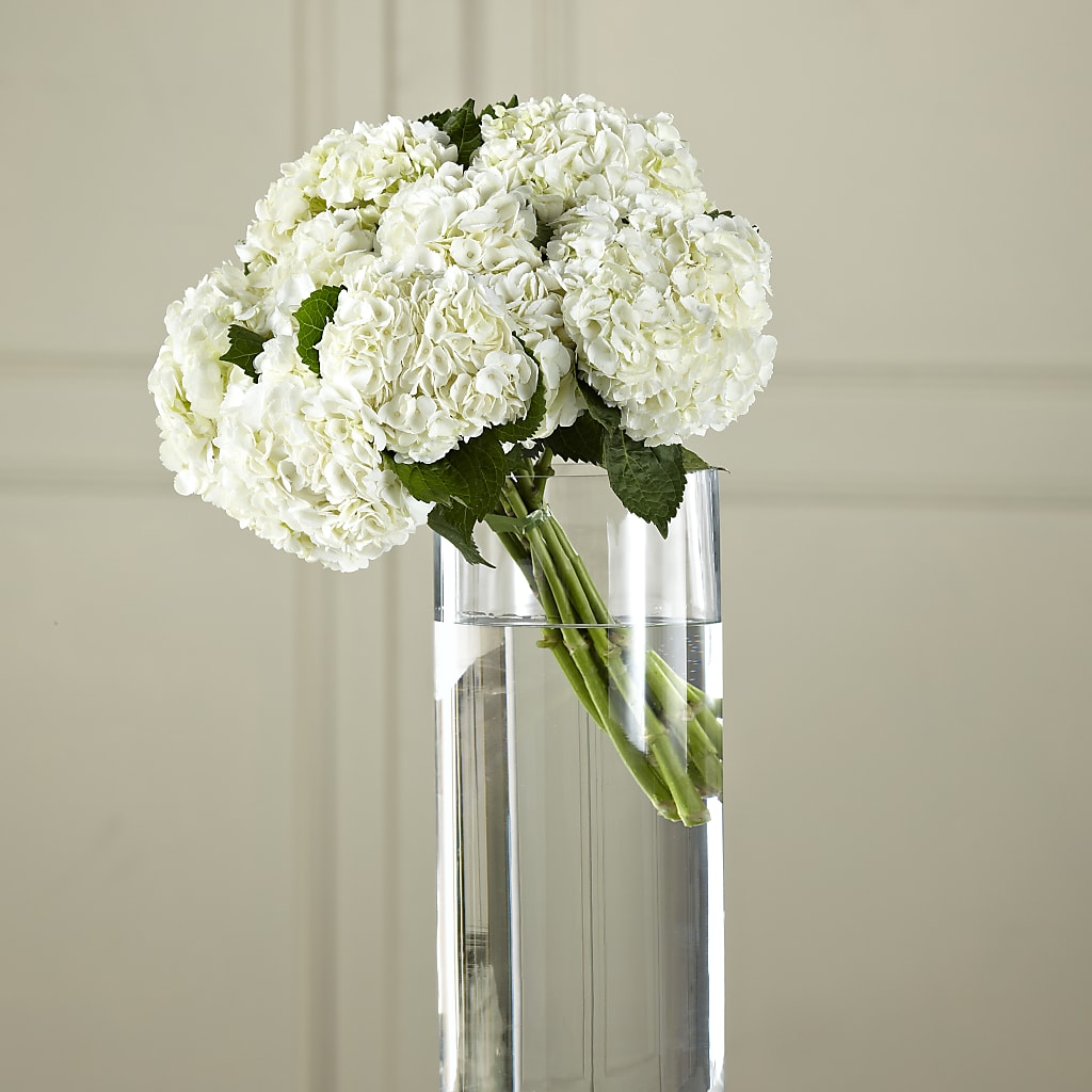 White Hydrangea Hand-Tied Bouquet – Murphy Florist, Cincinnati OH