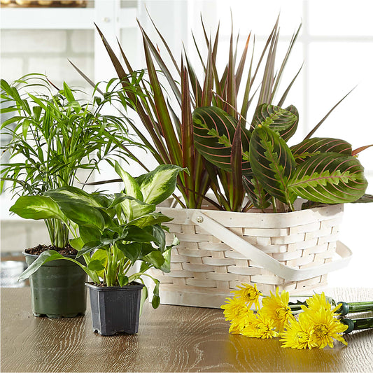 Florist Designed Blooming and Green Plants in a Basket –  Murphy Florist, Cincinnati OH
