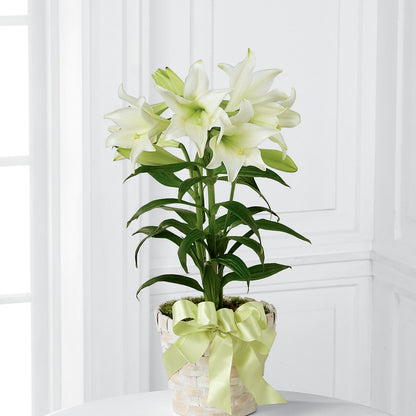 Easter Lily Plant –  Murphy Florist, Cincinnati OH