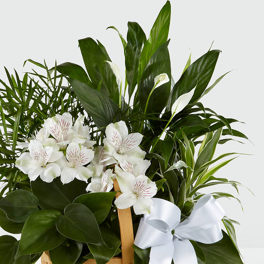 Peace & Serenity Dishgarden –  Murphy Florist, Cincinnati OH