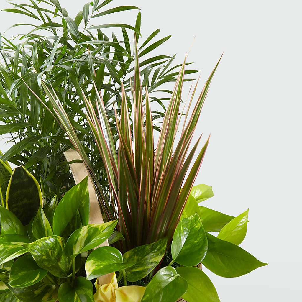 French Garden –  Murphy Florist, Cincinnati OH