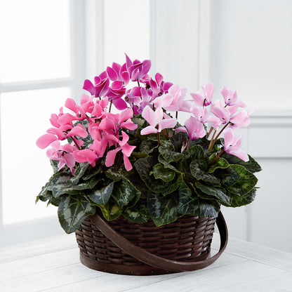 Mixed Cyclamen Planter –  Murphy Florist, Cincinnati OH
