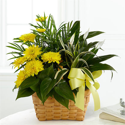 Loving Light Dishgarden –  Murphy Florist, Cincinnati OH