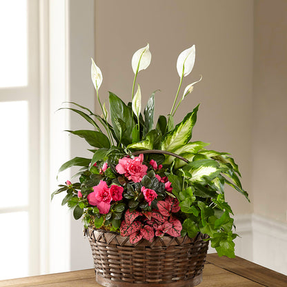 Dream in Pink Dishgarden –  Murphy Florist, Cincinnati OH
