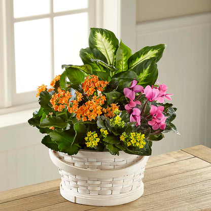 Color Crush Dishgarden –  Murphy Florist, Cincinnati OH