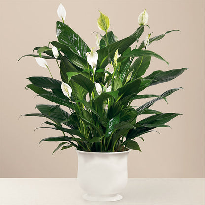 Comfort Planter –  Murphy Florist, Cincinnati OH
