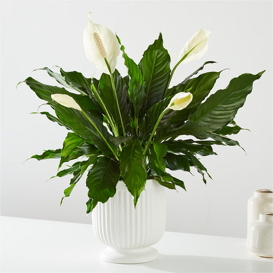 Comfort Planter –  Murphy Florist, Cincinnati OH