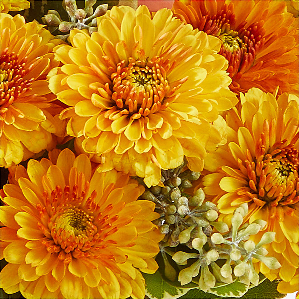 Peachy Pumpkin –  Murphy Florist, Cincinnati OH