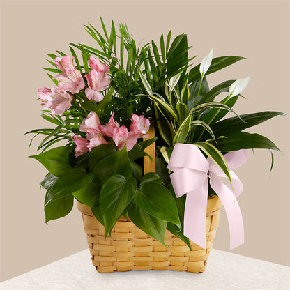 Living Spirit Dishgarden –  Murphy Florist, Cincinnati OH