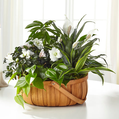Serene Dishgarden –  Murphy Florist, Cincinnati OH