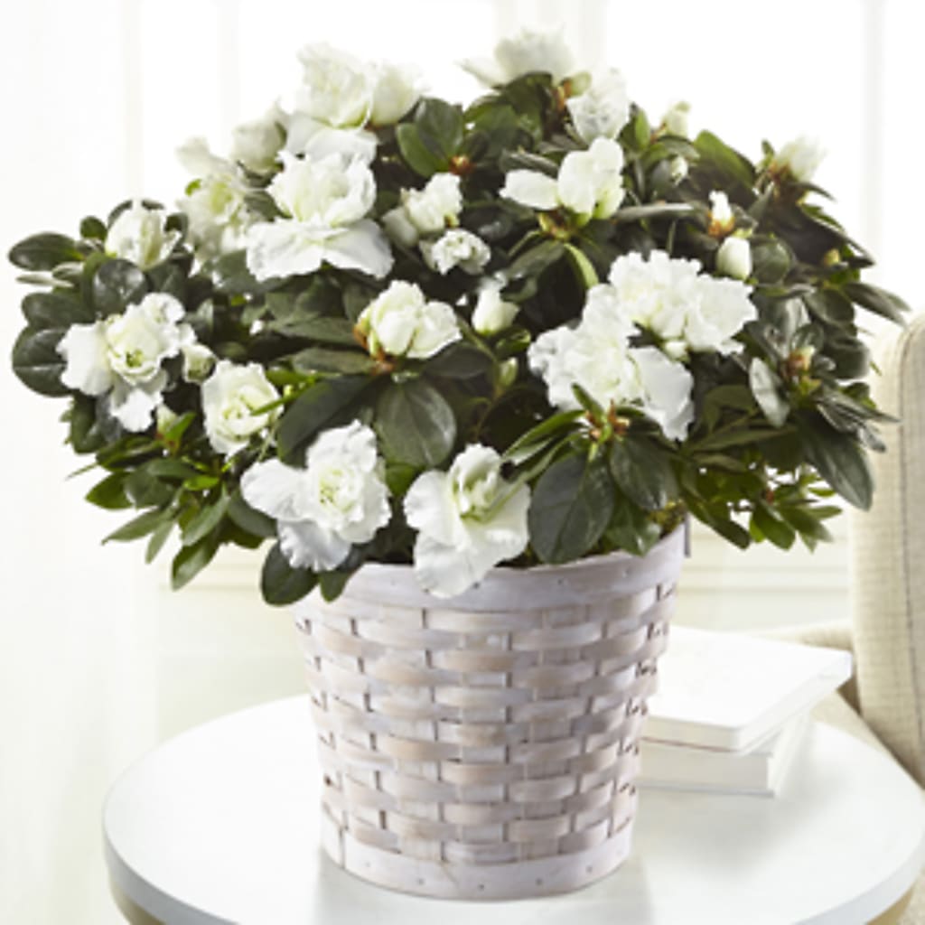White Azalea Plant –  Murphy Florist, Cincinnati OH