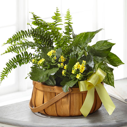 Always Dear Dishgarden –  Murphy Florist, Cincinnati OH
