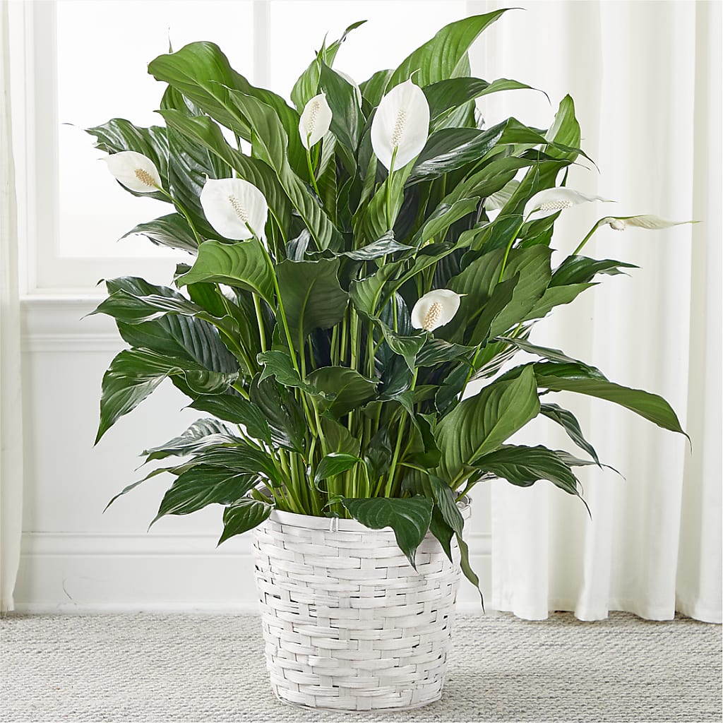 A New Leaf Peace Lily – white flower arrangement | Cincinnati, OH