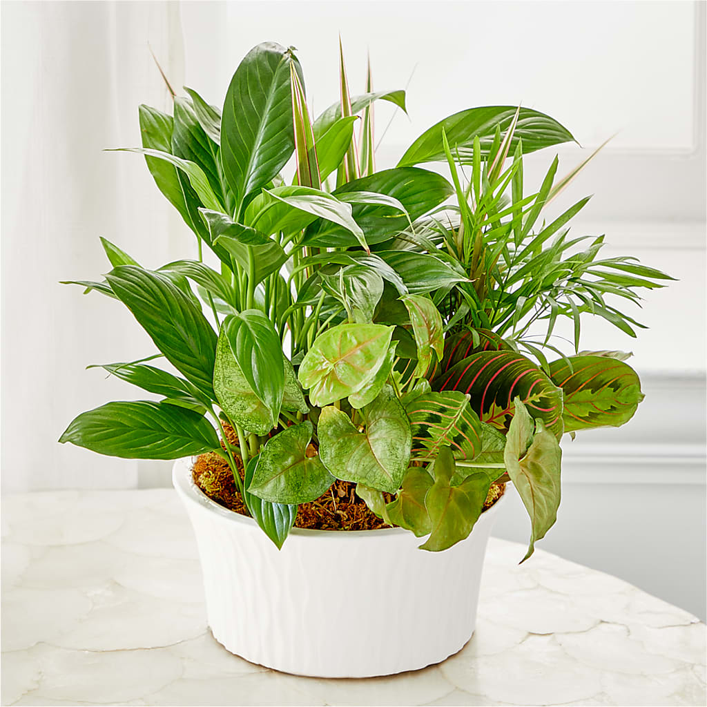 Balance & Harmony Dishgarden –  Murphy Florist, Cincinnati OH