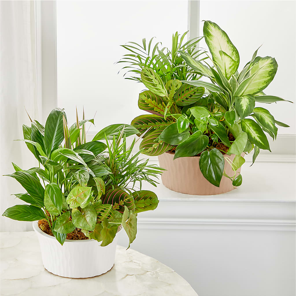 Balance & Harmony Dishgarden –  Murphy Florist, Cincinnati OH