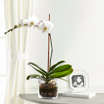 White Orchid Planter –  Murphy Florist, Cincinnati OH