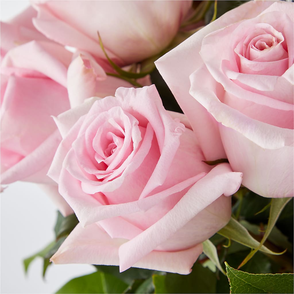 Picture Perfect Pink Rose Bouquet –  Murphy Florist, Cincinnati OH