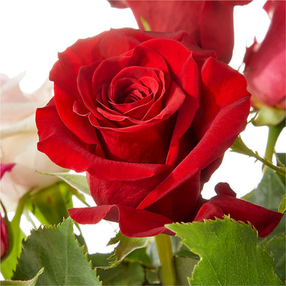 Love Notes Rose Bouquet –  Murphy Florist, Cincinnati OH